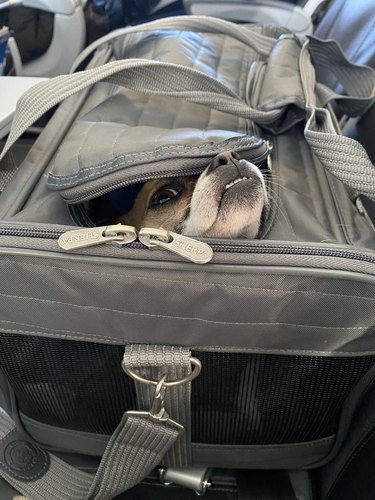 dog on airplane pokes head out of pet carrier