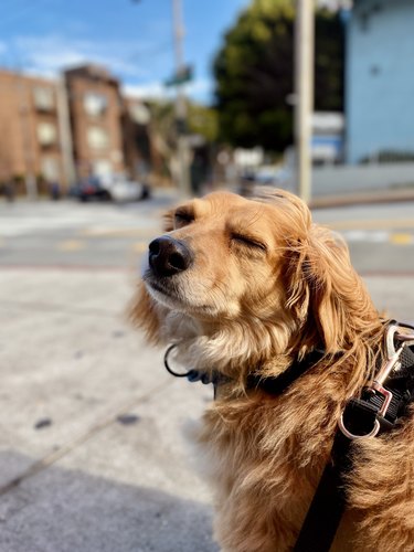 dog waiting for bus
