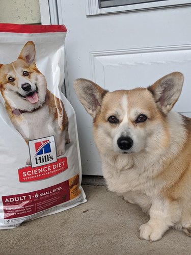 dog looks like dog on bag of dog food