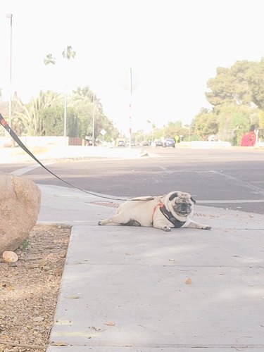 dog lays down on long walk