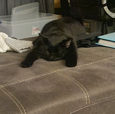 Black cat sleeping flat like a pancake.