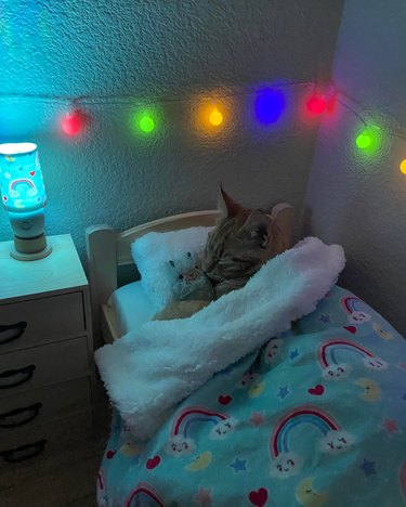 Orange cat has their own bedroom with a bed, nightstand, and decorative lighting.