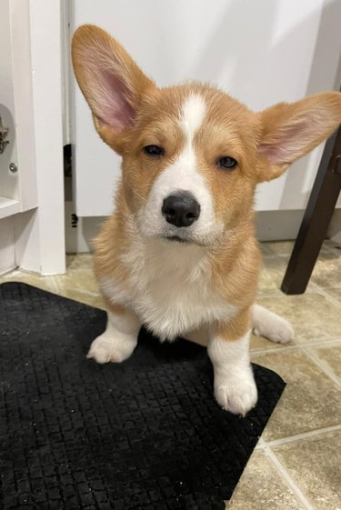 Impatient corgi puppy looking impatient and is ready for their dinner.