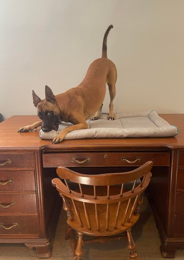 Foster dog gaining confidence and eating pillow on top of desk.