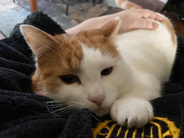 Ginger and white cat clings to person's chest.