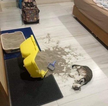 cat tips over litter box and is laying on floor