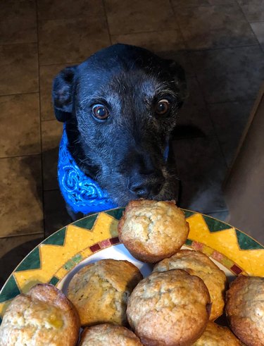 Dog staring in wonder at baked muffins on a plate.