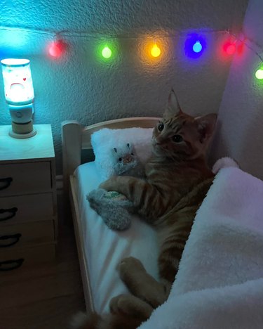 Orange cat has their own bedroom with a bed, nightstand, and decorative lighting.