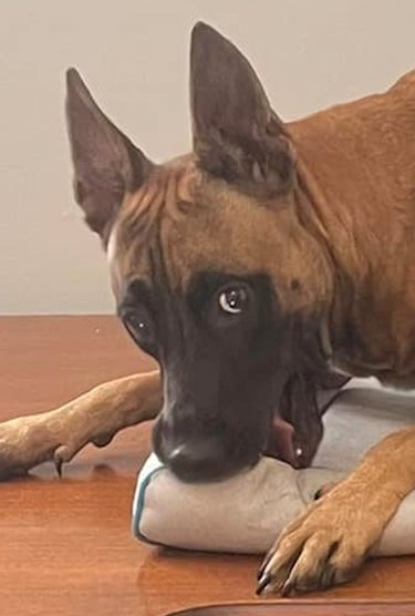 foster dog gaining confidence and eating pillow on top of desk