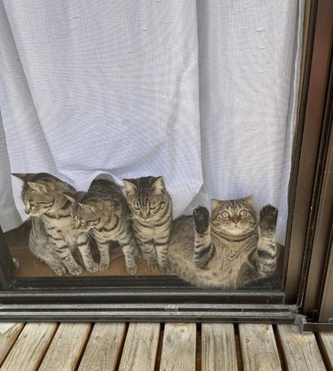 funny cat squished against window while other three look calm