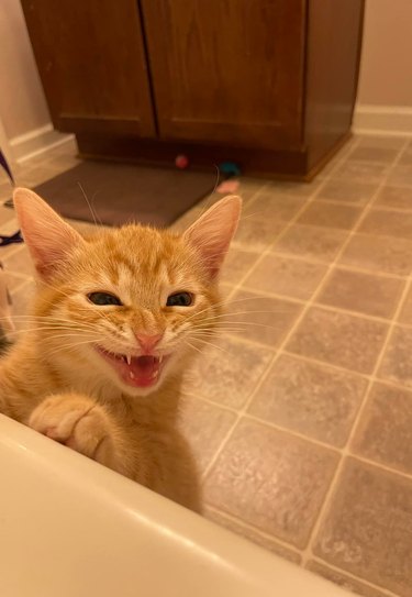 Orange cat peers over bathtub.