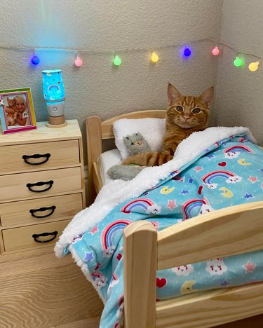 Orange cat has their own bedroom with a bed, nightstand, and decorative lighting.