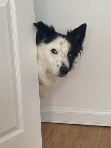 Funny dog peers around door corner.
