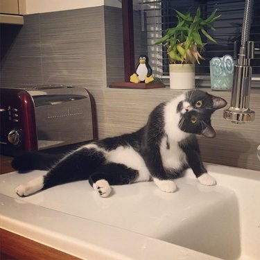 Tuxedo cat twists head and is on a kitchen counter.