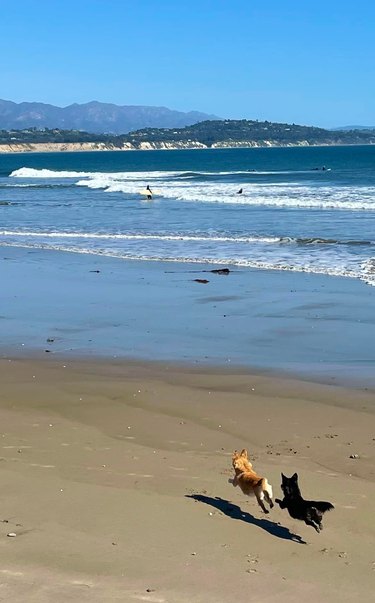 dogs jumping on beach