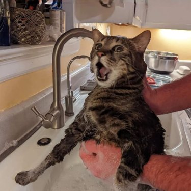 Dramatic cat doesn't like being bathed.