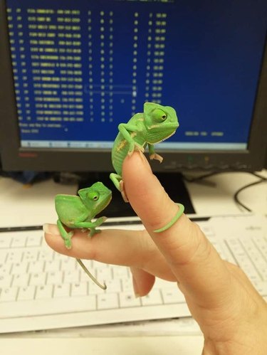 Two baby chameleons perched on fingers