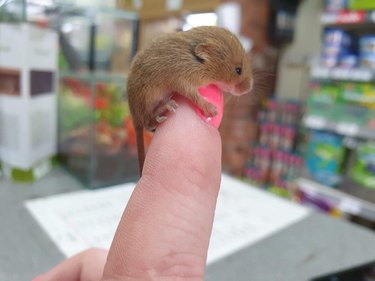Baby harvest mouse on finger