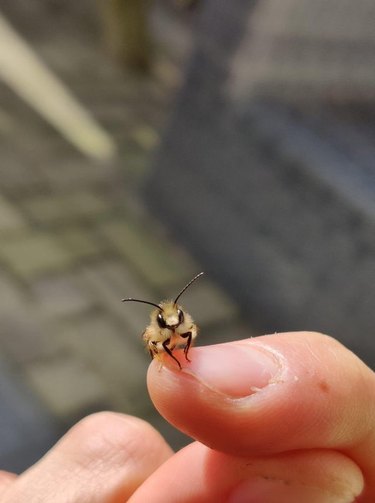 Bumblebee perched on fingernail