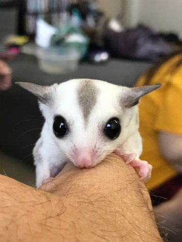 Sugar glider clinging to human thumb