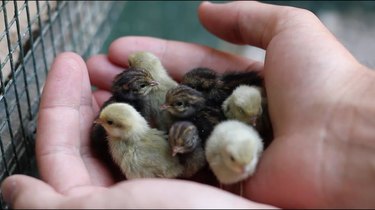 Handful of button quail chicks