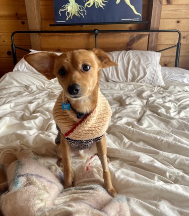 Everest, an Italian greyhound/chihuahua mix, sitting on a metal frame bed with white bedding. He is wearing a striped wool sweater with a large overlapping collar.