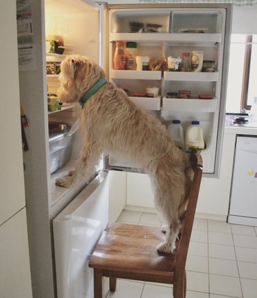 Dog standing on a chair and looking inside a fridge.