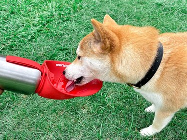 Shiba Inu drinking out of stainless steel dog water bottle with a red silicone, leaf-shaped dispenser.
