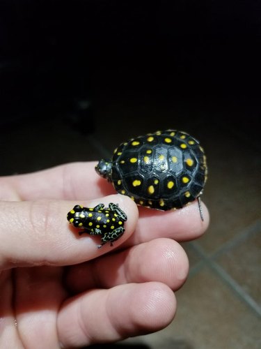 Small frog and small turtle with similar yellow spots balanced on human hand