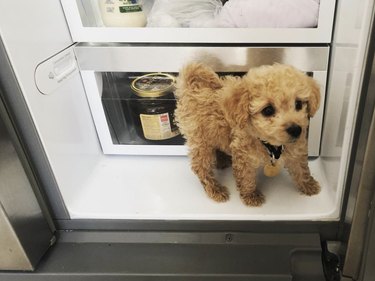 Tiny doodle puppy standing inside a fridge.