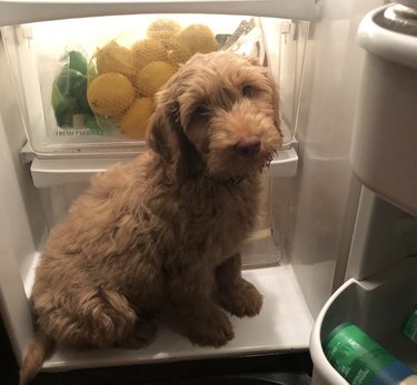 Labradoodle puppy sitting inside a fridge.