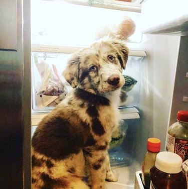 Australian shepherd puppy sitting inside a refrigerator.