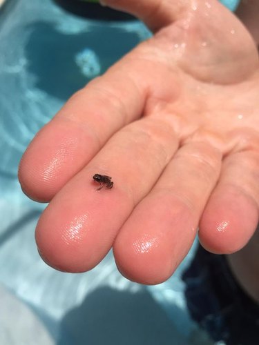 Tiny frog on human hand