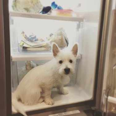 Westie dog sitting inside a fridge.