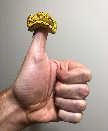 Baby green tree python curled around human thumb