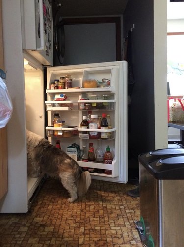Dog with their head stuck inside a refrigerator.