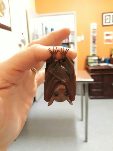 Baby bat hanging from human finger