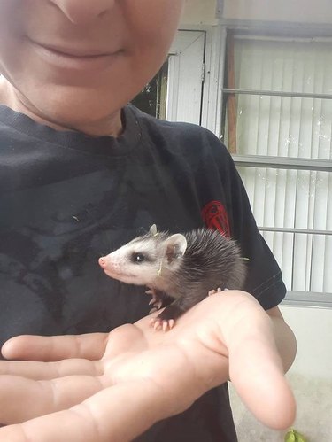 Baby possum standing on human hand