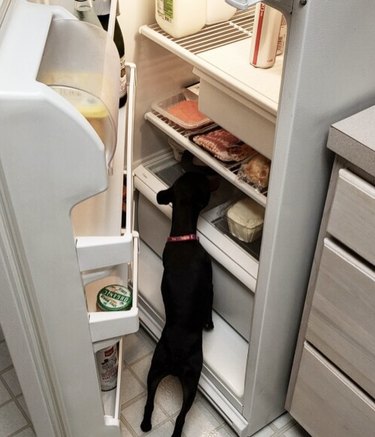 Black Frenchie puppy looking inside a refrigerator.