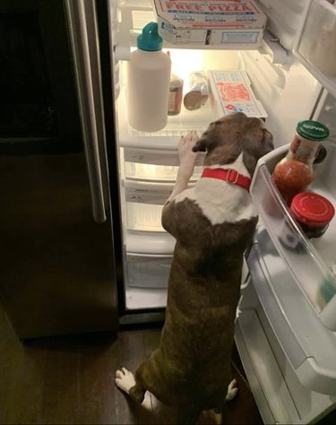 A dog looking inside a refrigerator.
