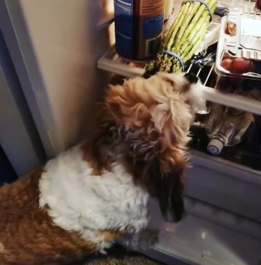 Cavachon dog eating asparagus inside a fridge.