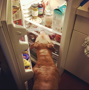 Pitbull looking inside a refrigerator.
