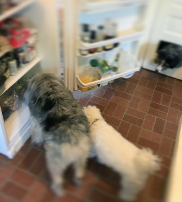 An Australian Shepherd and a Havanese dog are looking inside a refrigerator.
