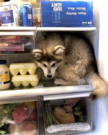 Malamute puppy huddled on a refrigerator shelf next to eggs.