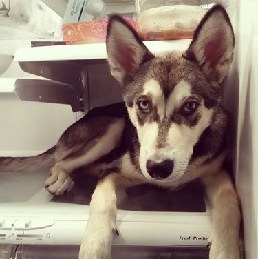 Malamute puppy lying inside a refrigerator.