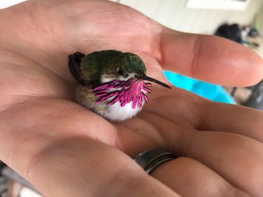 Ruby throated hummingbird sitting in human palm