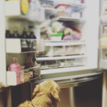 Golden retriever dog standing in front of open fridge and looking up at the shelves.