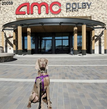 dog posing in front of a movie theater
