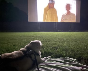 dog watching karate kid at a movie screening