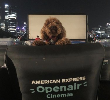 dog at an open air movie theater